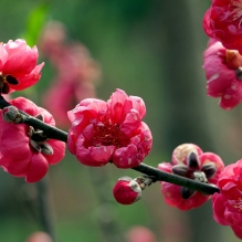 青秀山踏青赏桃花