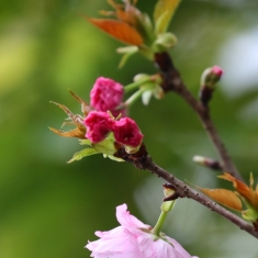 樱花时节