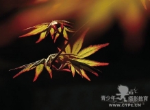 [技巧] 秋季摄影：逆光表现枫叶脉络