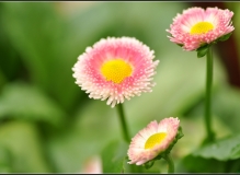 春天里的小花朵
