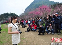 广西桂林举办梅花节 民众赏梅画梅拍梅