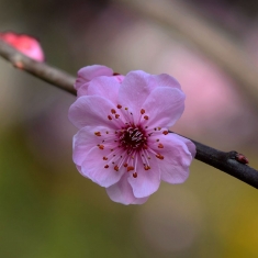 俏不争春之梅花