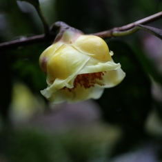 花卉