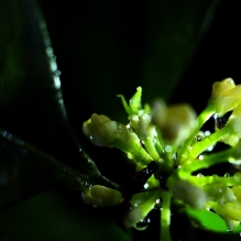桂花与水珠