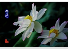 ———再拍西大荷花———