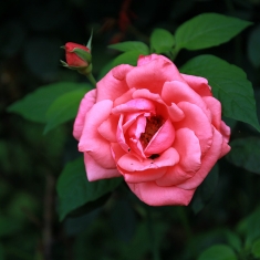 花卉