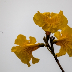花鸟