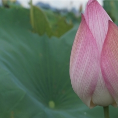 映日荷花