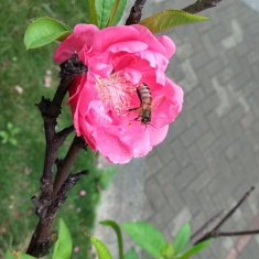 桃花 2