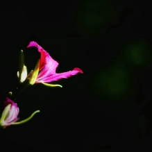紫荆花