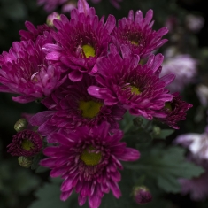 花卉