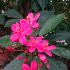 小红花