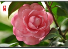 茶花争艳......