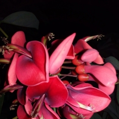 夜晚拍花