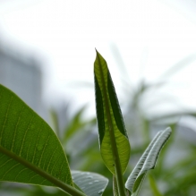 青衣（鲍鱼）