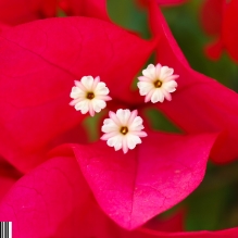花花世界