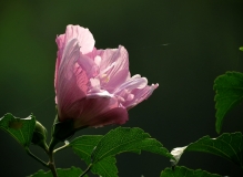 《木槿花》