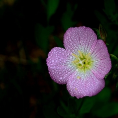 雨后月见草