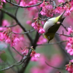 花与鸟