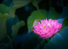 再拍西大荷花