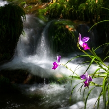 花溪