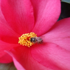 花蕊香伴小蜜蜂