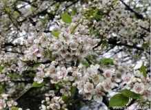 3月17日（周六）钦北赏梨花1日游[钦州市]