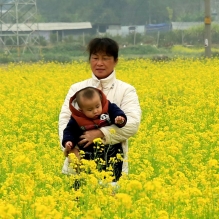石埠油菜花开