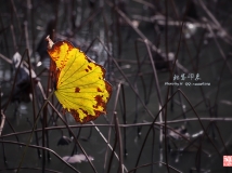 秋色