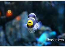 水族箱里的微妙世界