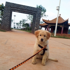 早上遛狗