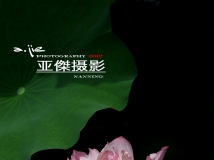 荷花---II