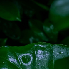 热带雨林探秘