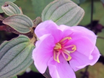 花与果