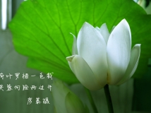 小品荷