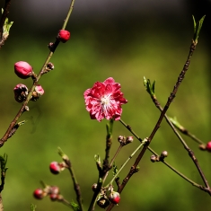 桃花