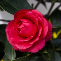 红茶花
