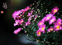 秋  菊