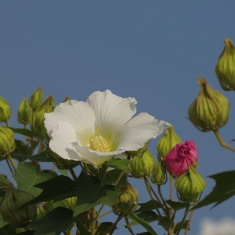 蜀癸花