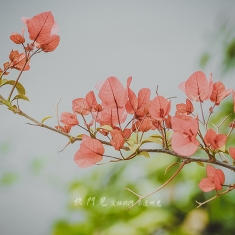 野花无主为谁芳
