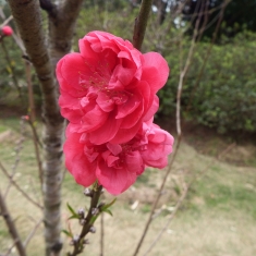 桃花