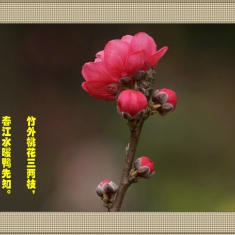 二月桃花笑春风(1)
