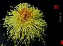南湖菊韵………2012南湖菊展精品菊之一………