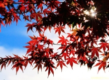 [技巧]枫红季节：拍枫叶技巧整理
