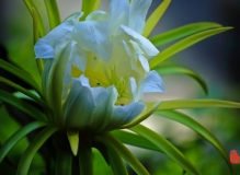 ———霸王花———