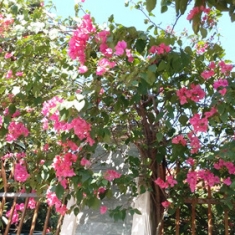 墙之花