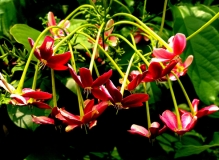紫藤花