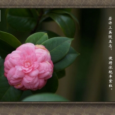 山茶花(2)