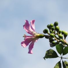木棉花