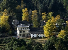 金黄银杏绚烂海洋山乡